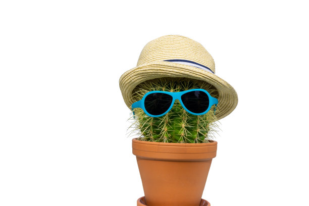盆栽仙人掌戴着太阳帽和太阳镜。旅游的概念。图片下载