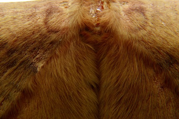 抽象背景，蛾或蝴蝶翅膀极端特写。图片下载