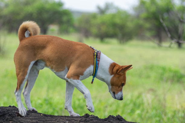 成熟的巴森基狗在春天的树枝上行走的肖像图片下载