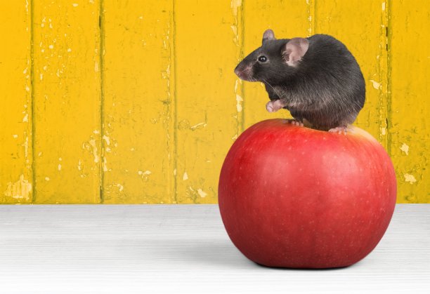 鼠标。图片下载