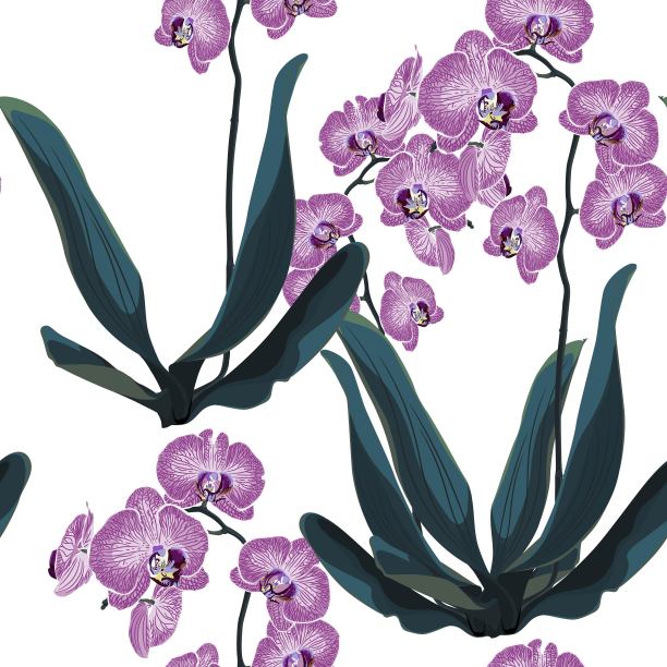 兰花热带叶和花在白色背景。无缝图案的设计，卡片，印刷或背景。图片下载
