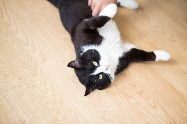 黑猫和白猫在玩图片下载