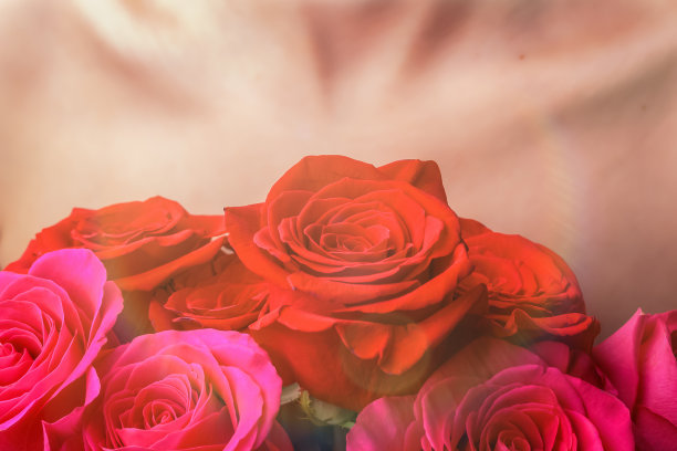 一束鲜红的玫瑰放在女性的胸部和锁骨上图片下载