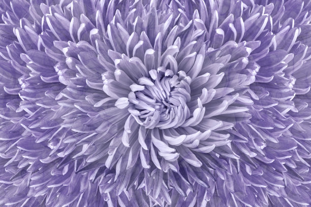 花半色调浅紫色背景。紫菀的花和花瓣特写。大自然。图片下载