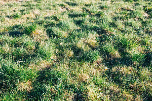 干草的背景纹理图片下载