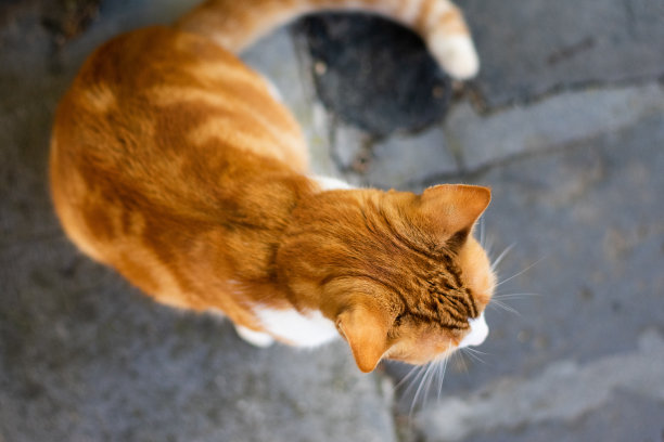 上面的姜猫细节图片下载