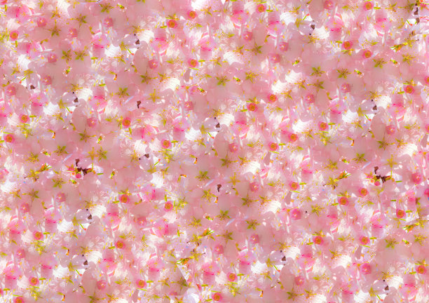 背景随机图案从明亮的樱花在春天图片下载