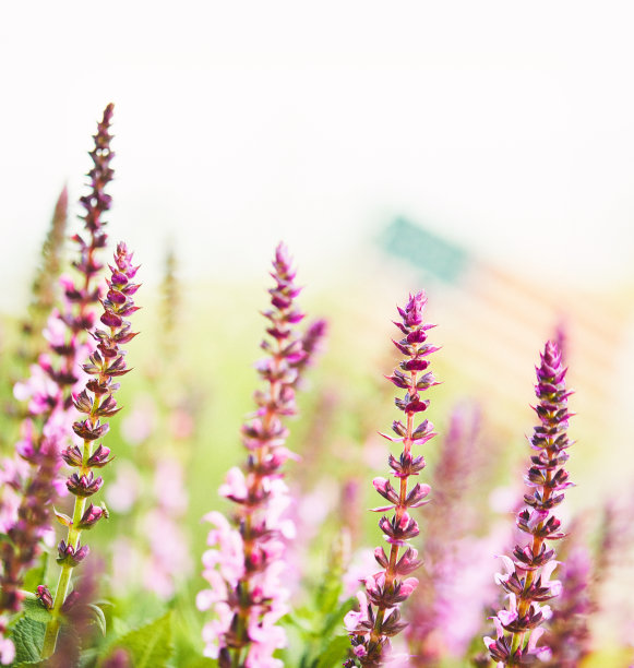 粉红鼠尾草植物与散焦美国国旗图片下载