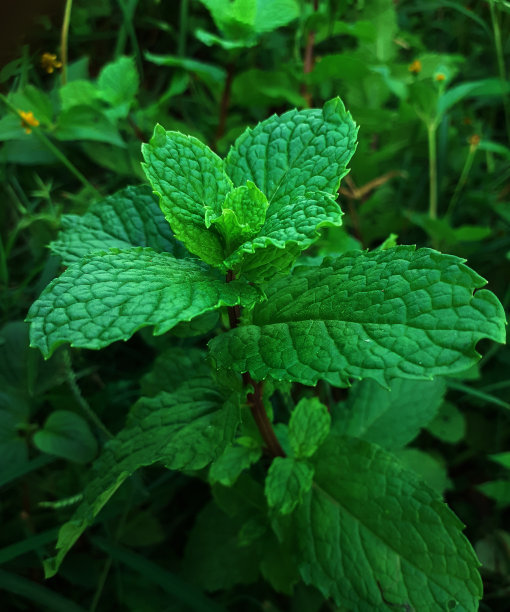马德西恩植物图片下载