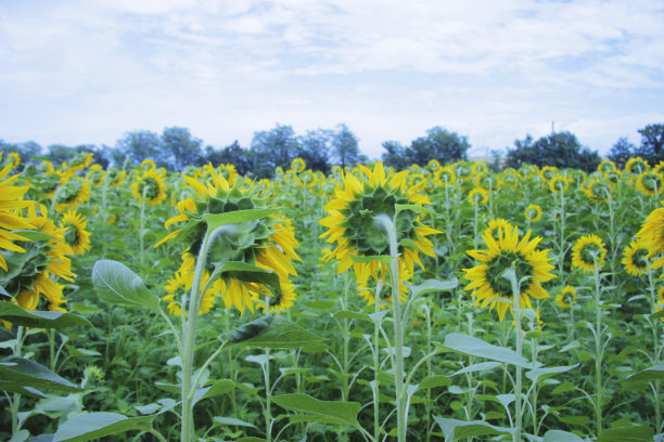 向日葵在白天的时候向太阳靠近向日葵田图片下载