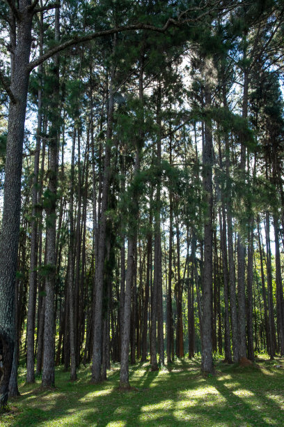早晨有阳光的松林图片下载