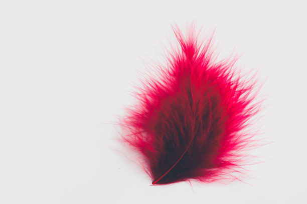 美丽的抽象纹理颜色红色羽毛在白色孤立的背景和图案墙纸图片下载
