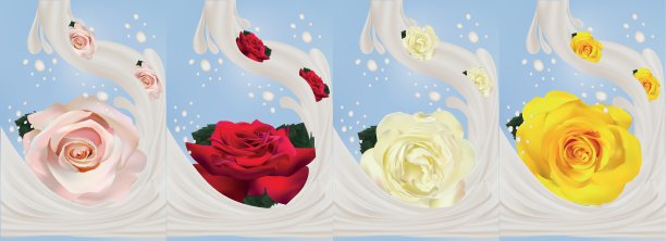 3d现实玫瑰牛奶飞溅特写。美丽的玫瑰黄色，红色，白色和米色。矢量插图。溅起的牛奶和玫瑰。图片下载