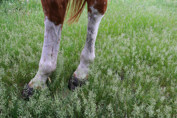 马回脚图片下载