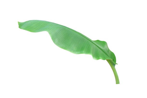 芭蕉叶孤立在白色背景与修剪路径。图片下载