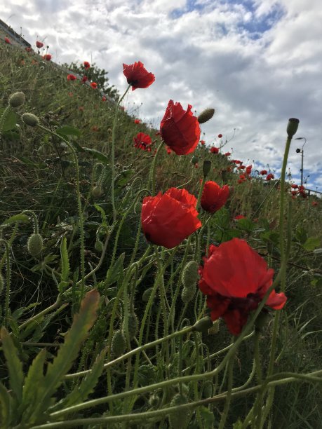 罂粟花图片下载