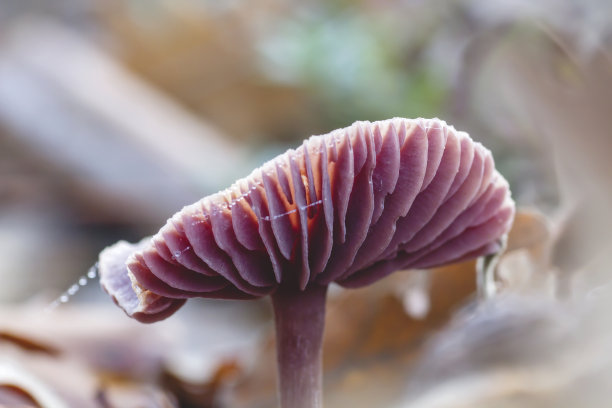 裸香菇的鳃闭合图片下载