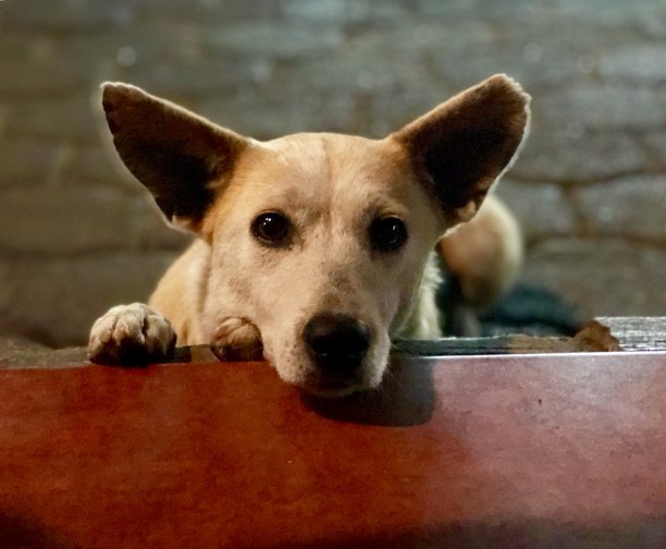 耐心地等待。图片下载