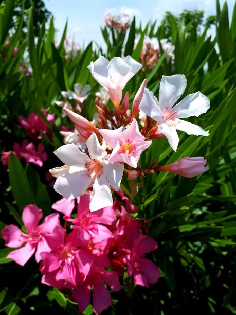 彩色夹竹桃树和花图片下载