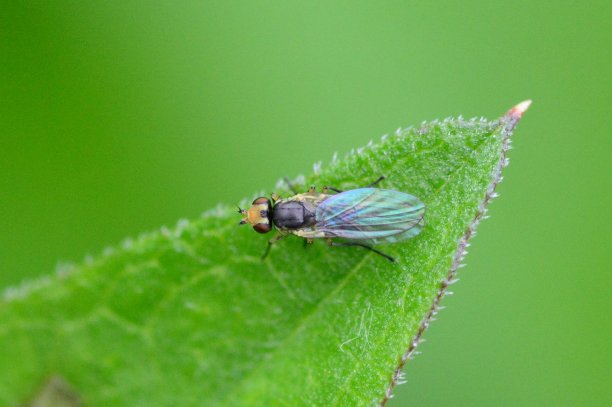 黄色群飞图片下载