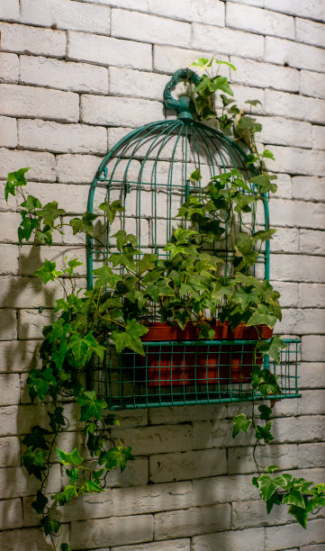 在香港，一株挂在墙上的植物图片下载