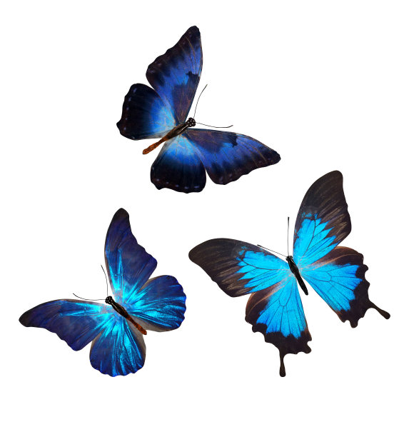 一群蓝蝴蝶孤立在白色上图片下载