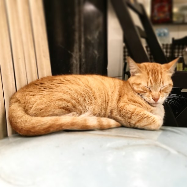 睡觉的猫图片下载