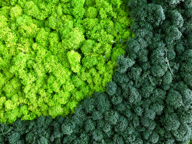 墙上长着青苔，仔细看。两个不同的颜色。图片下载