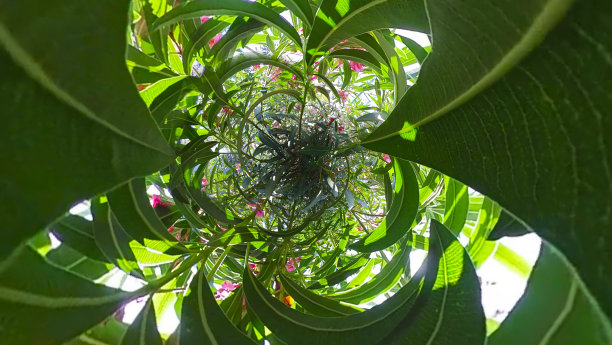 绿叶背景图片下载