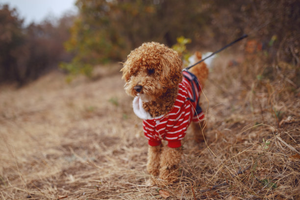 可爱的蓬松杏色狮子狗在狗装备站在皮带在自然。图片下载