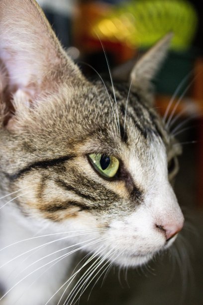 严重的图片下载