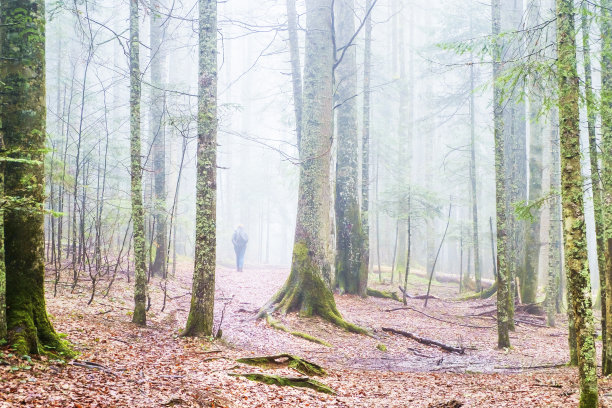 奇妙的秋季森林景观，大量的树木在雾图片下载