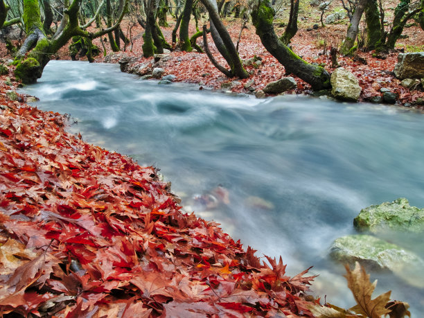 美丽的溪水流淌在秋天的梧桐林中。图片下载