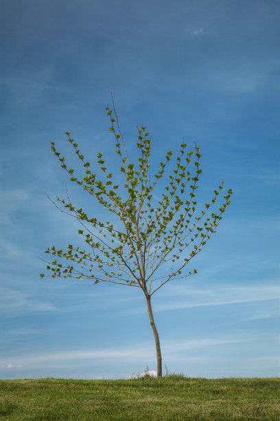 山上的一棵孤独的树图片下载