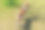 狗巴森基站在春天花园的草坪上图片下载