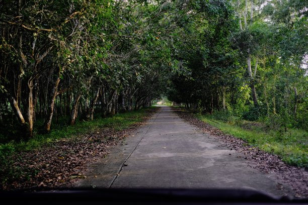 泰国董里路边的隧道树图片下载