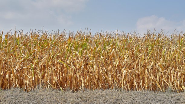 8月份干燥的玉米地。图片下载