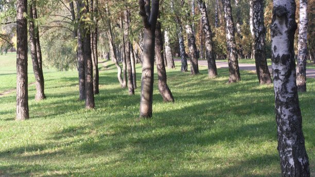 桦树巷图片下载