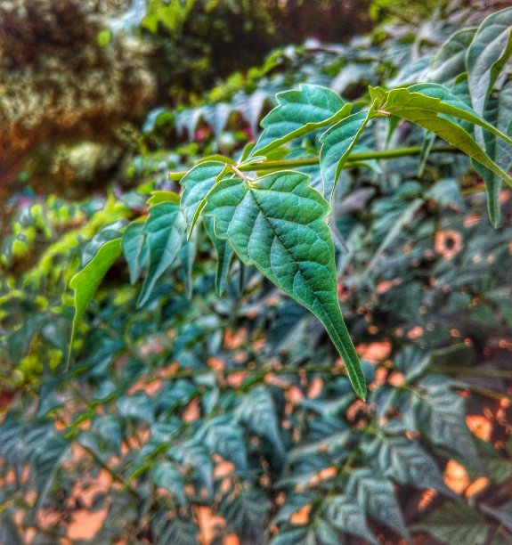 绿色的树叶图片下载