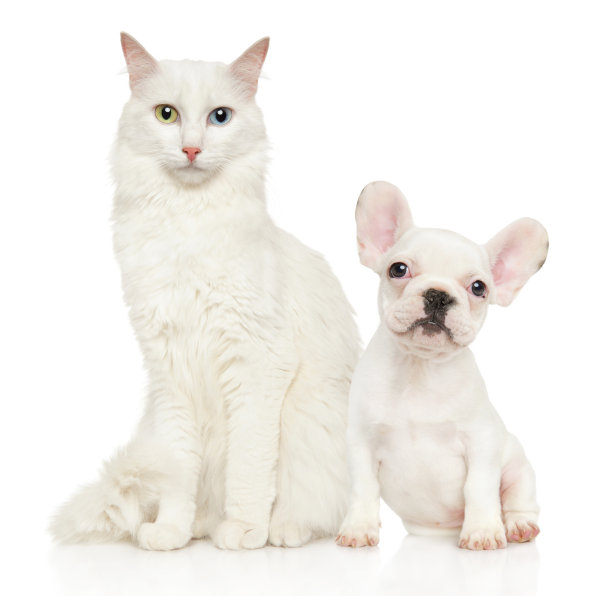 猫和狗一起坐在白色的背景上图片下载