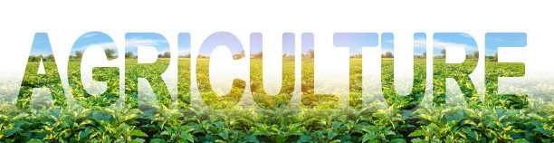 农业这个词是以茄子种植园为背景的。采用现代集成解决方案，提高生产率，降低成本。农业景观。传统农业。图片下载