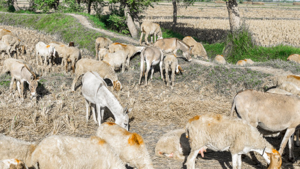 一群羊在新西兰的田野里吃草，背景是蓝天图片下载