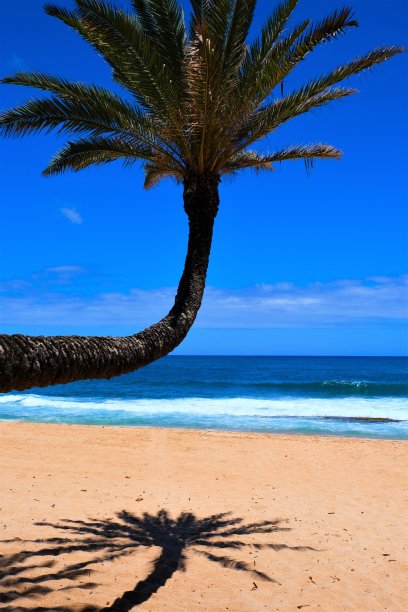 著名的棕榈树悬挂在日落海滩，北岸，瓦胡岛，夏威夷图片下载