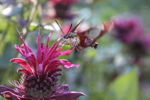 清翼蜂鸟蛾从蜂油中采集花蜜图片下载