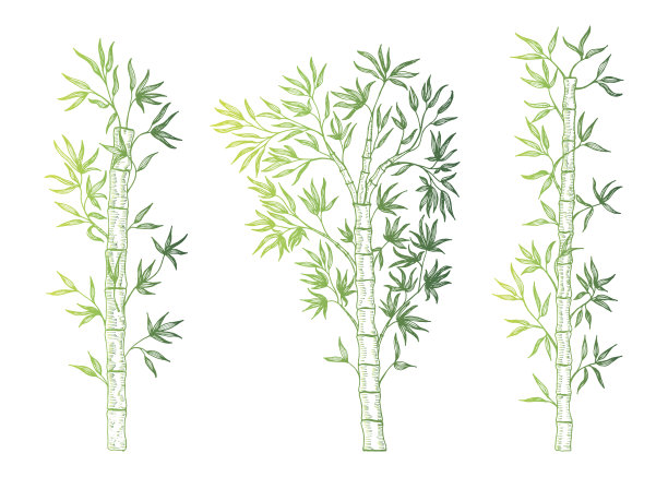 集竹枝孤立。图片下载