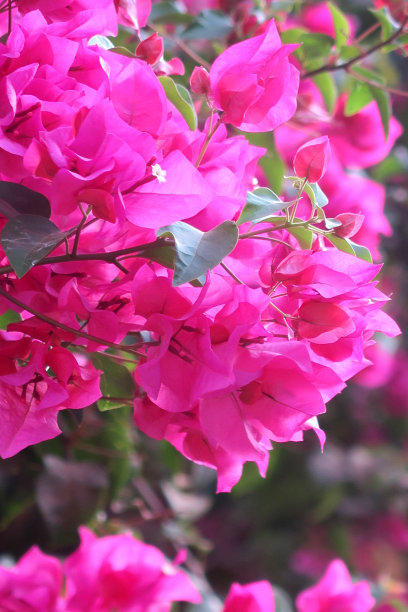 图片热带粉红色九重葛花苞近距离生长在花园公园，夏季攀缘观赏开花九重葛藤与粉红色的花，印度盆栽植物照片图片下载