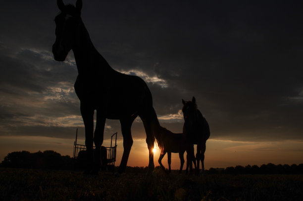 有马的乡村日落景色图片下载