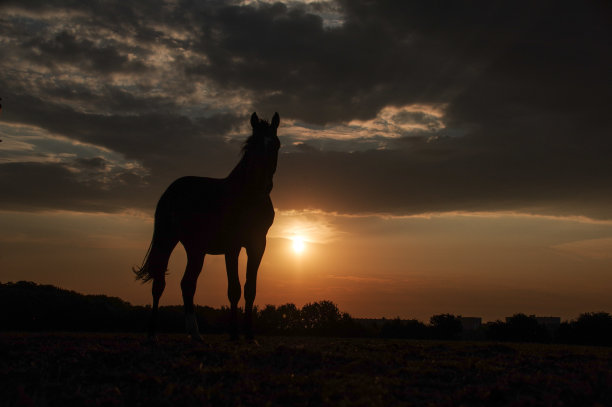 有马的乡村日落景色图片下载