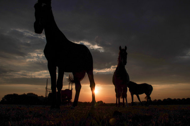 有马的乡村日落景色图片下载