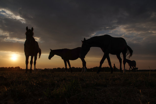 有马的乡村日落景色图片下载